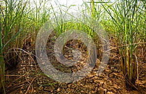 Agricultural plots in dry season photo